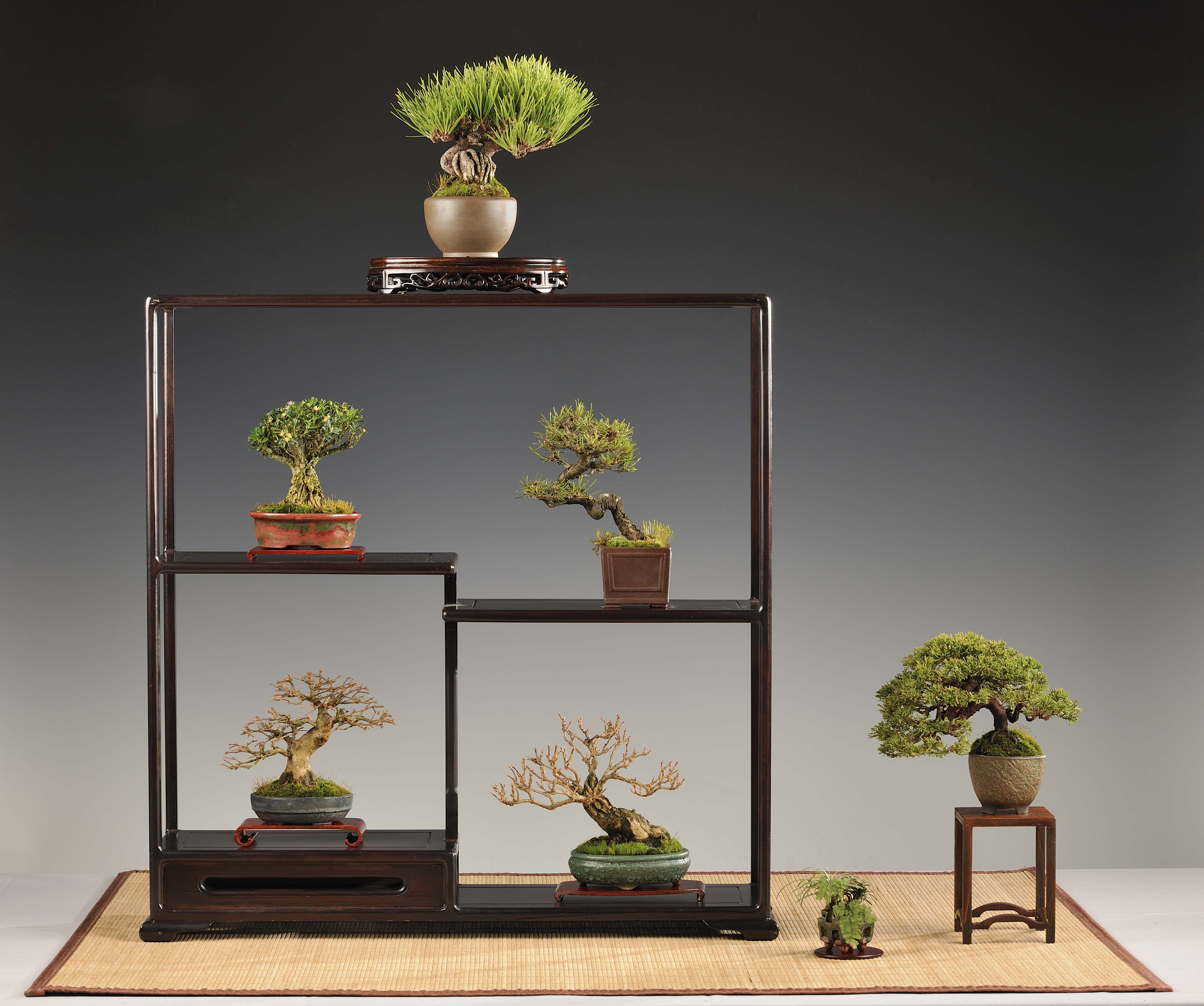 shohin bonsai , shohin kijelző , shohin display shohin kijelző , shohin display